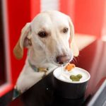 Učinkovite rešitve za zaustavitev driske pri psih