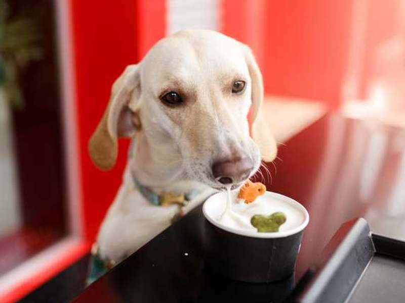 jogurt za drisko pri psih