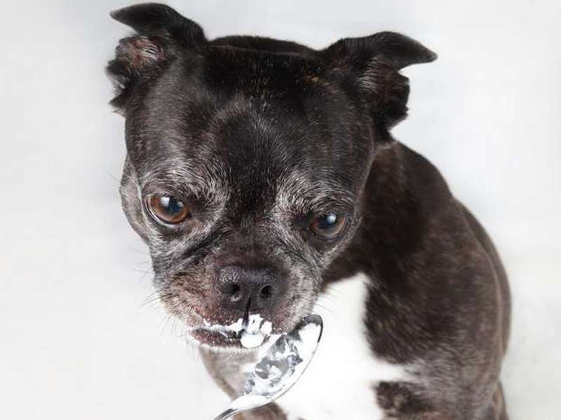 jogurt za drisko pri psih