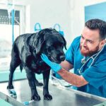 Vse, kar bi morali vedeti o zajedavcih pri psih